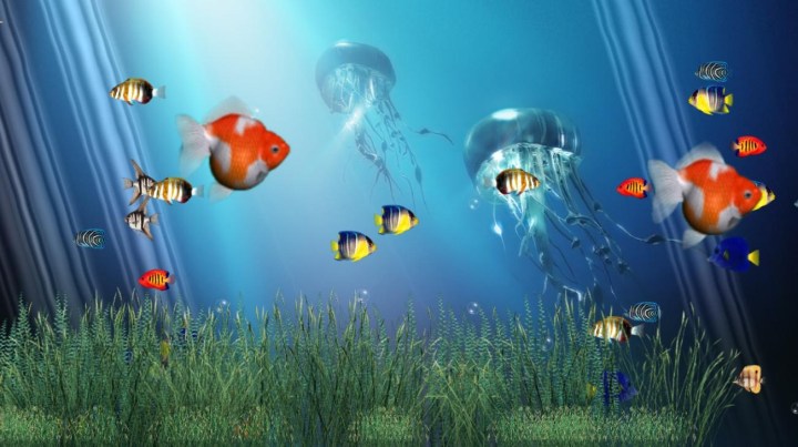 fondos de pantalla acuario bergerak windows 7,pez anémona,agua,pomacentridae,biología marina,animación
