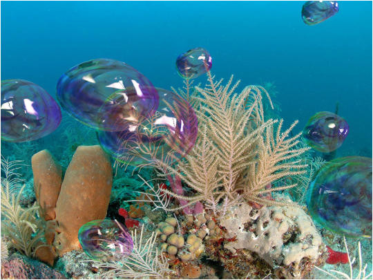 배경 수족관 bergerak 창 7,수중,해양 생물학,암초,산호초,돌이 많은 산호초