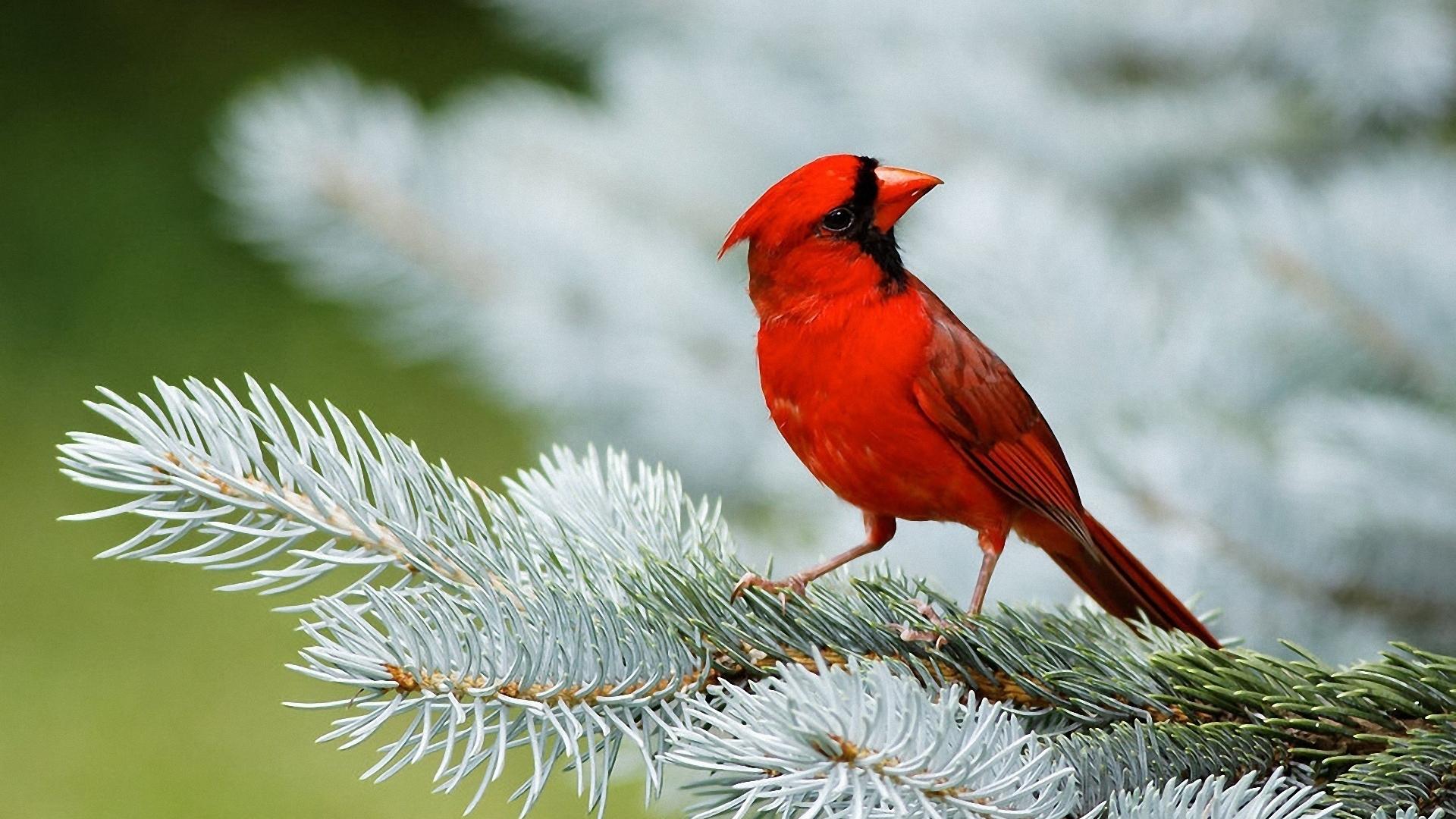 immagini di sfondi di uccelli,uccello,cardinale settentrionale,cardinale,pianta,uccello appollaiato