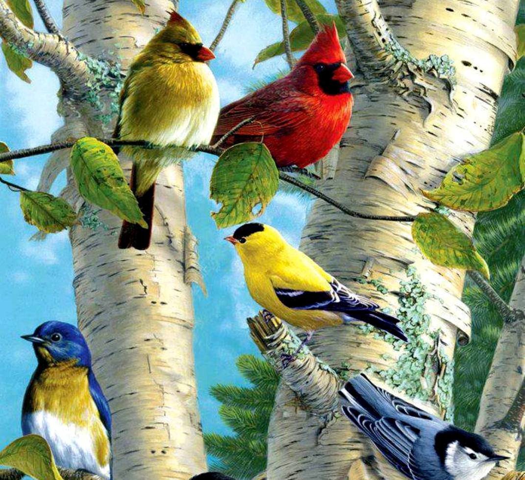 鳥壁紙イメージ,鳥,フィンチ,鳴き鳥,止まった鳥,野生動物