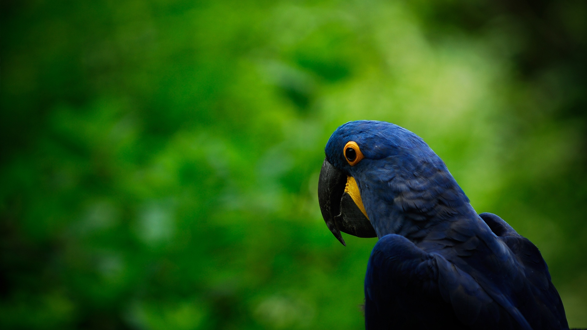 parrot wallpaper download,bird,beak,nature,green,parrot