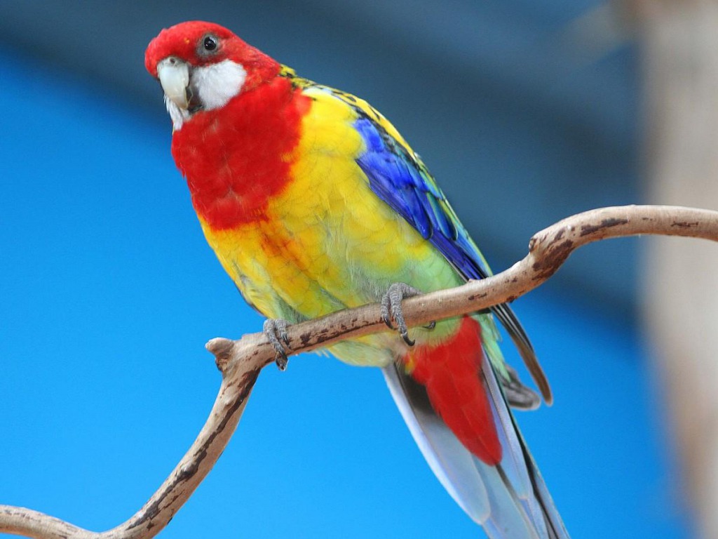 parrot wallpaper download,bird,vertebrate,beak,parrot,budgie