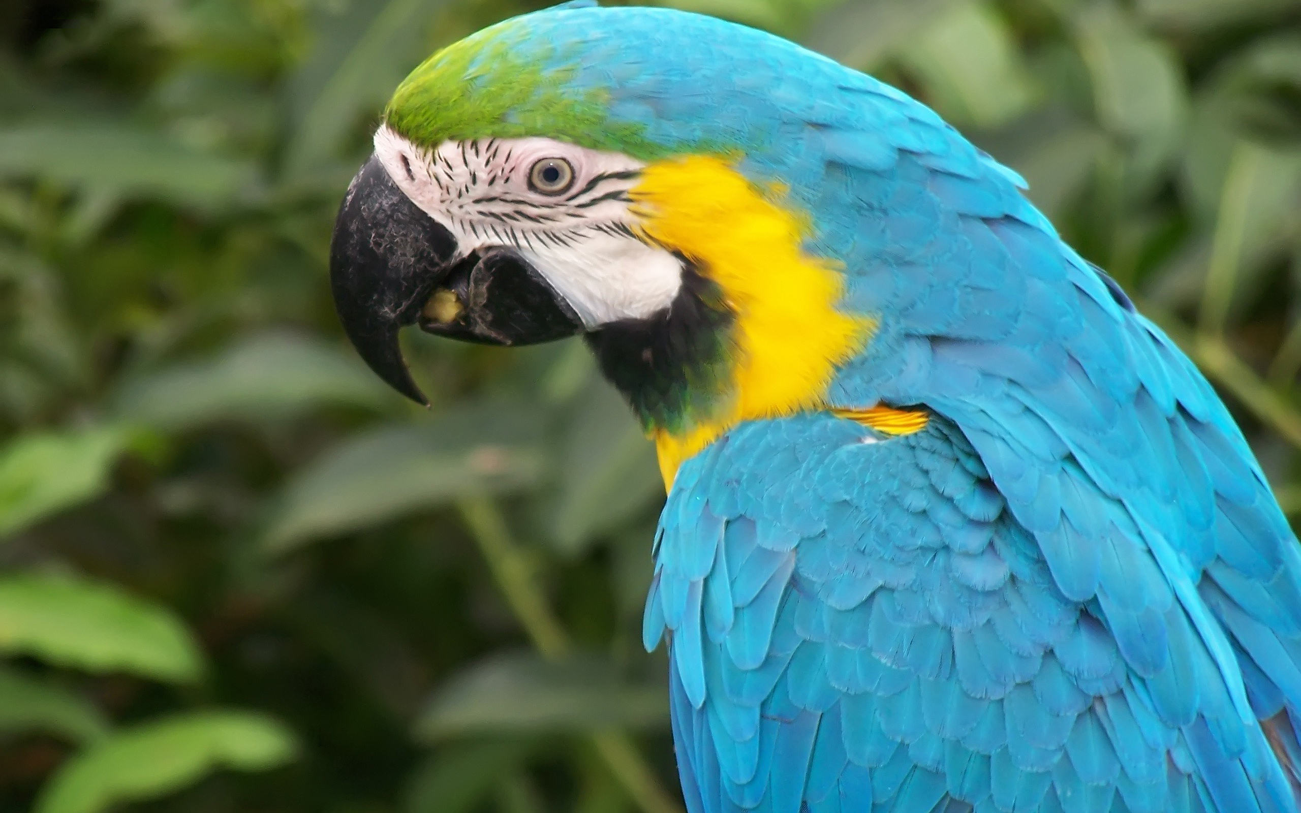 オウムの壁紙のダウンロード,鳥,コンゴウインコ,オウム,インコ,バッジー