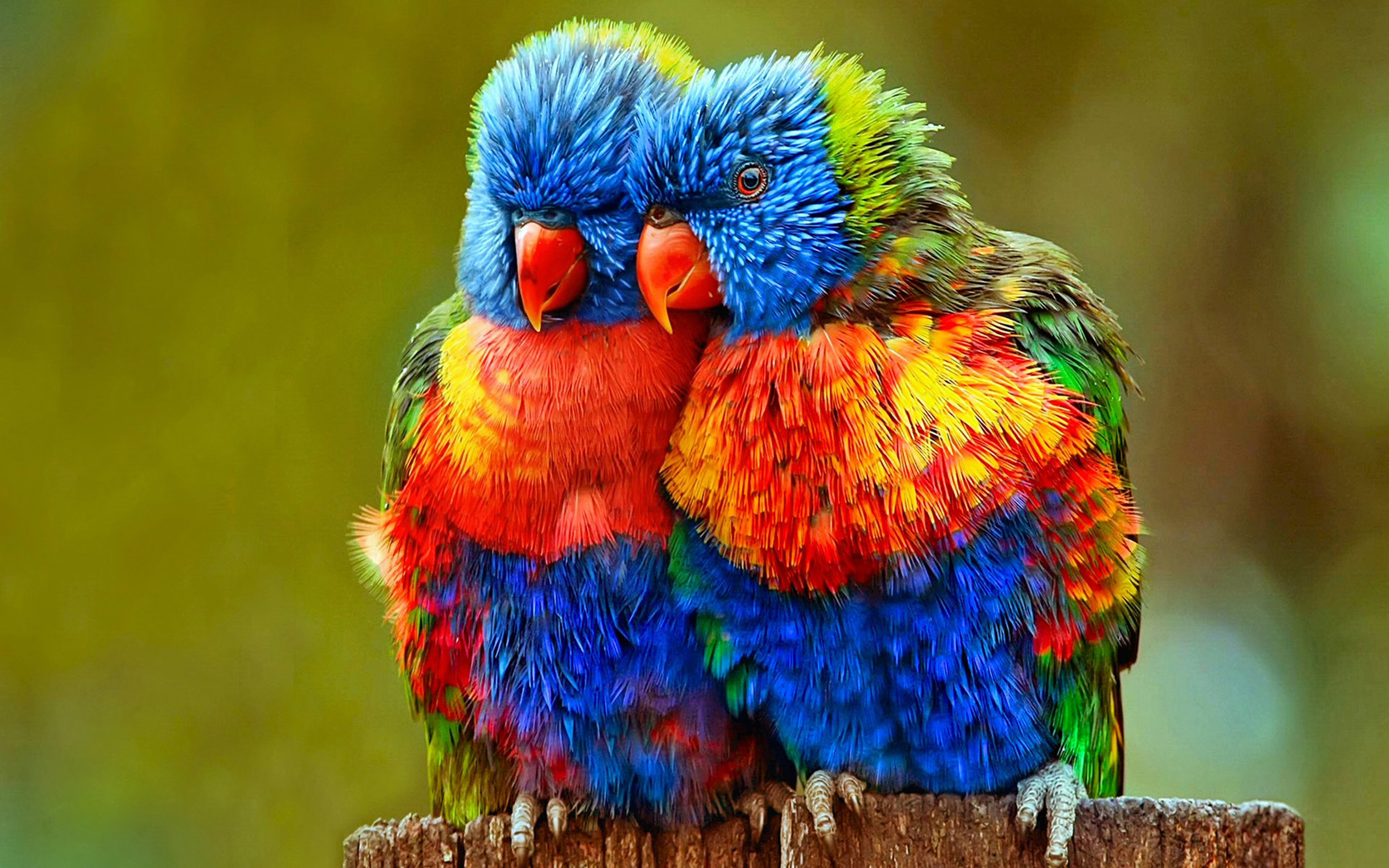 parrot wallpaper download,bird,vertebrate,parrot,lorikeet,macaw