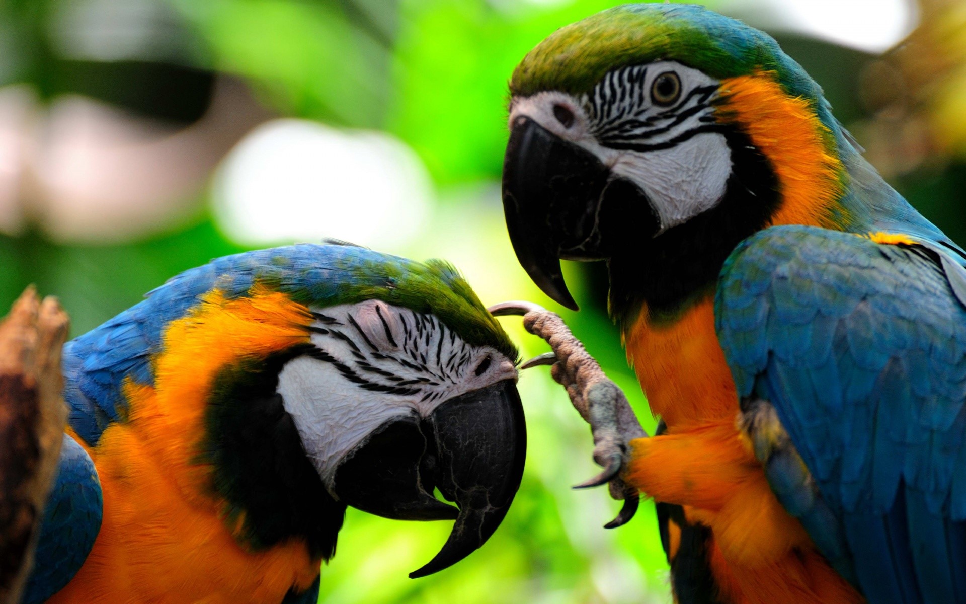 オウムの壁紙のダウンロード,鳥,コンゴウインコ,オウム,インコ,野生動物