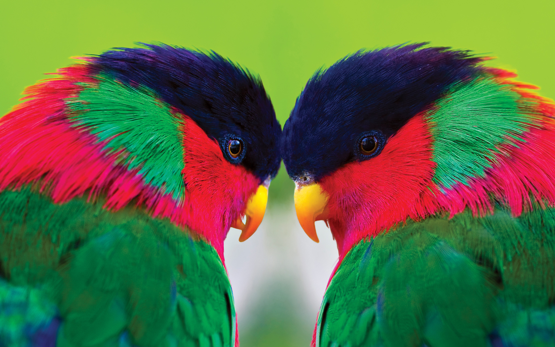 download di sfondi pappagallo,uccello,pappagallo,pappagallino verde africano,ara,lorikeet