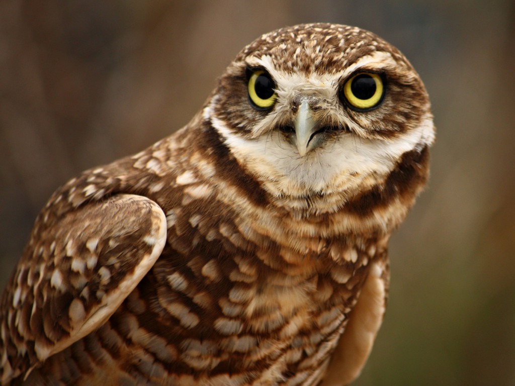 owl desktop wallpaper,bird,owl,vertebrate,bird of prey,beak