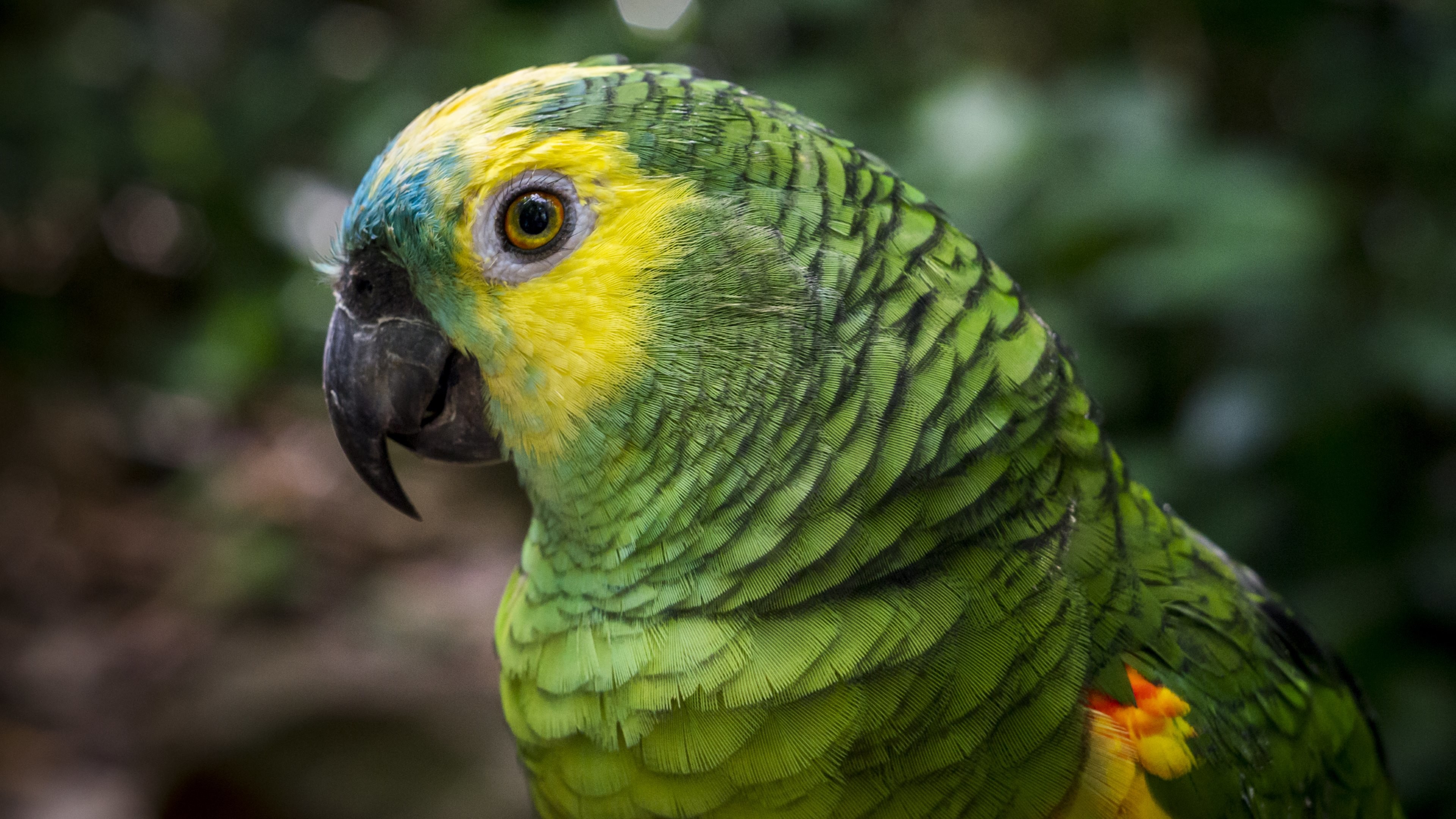 téléchargement de fond d'écran perroquet,oiseau,perroquet,perruche,vert,perruche