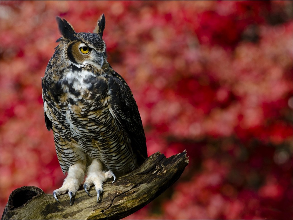 owl desktop wallpaper,bird,vertebrate,owl,bird of prey,great horned owl