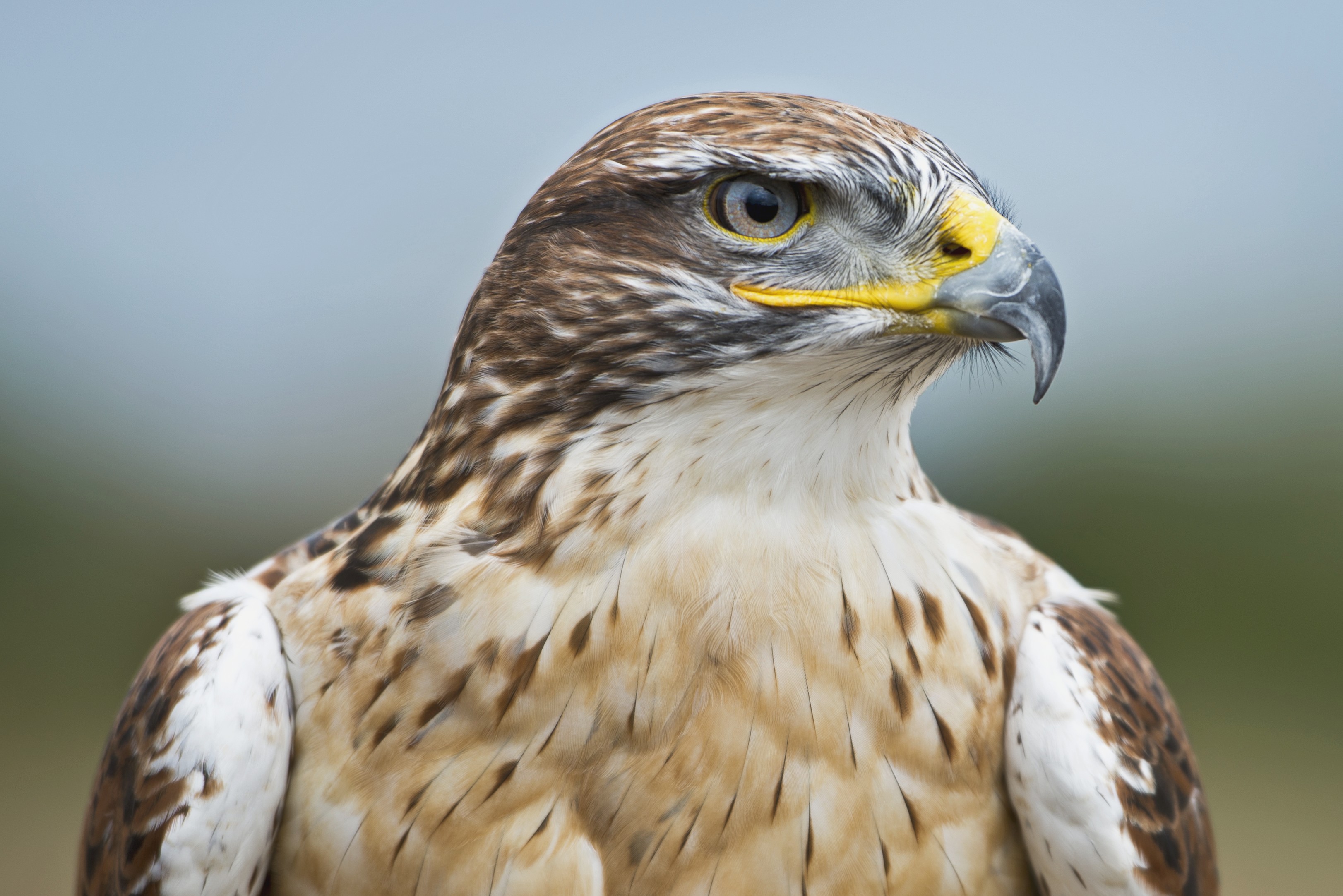 carta da parati falco,uccello,uccello rapace,falco,falco,accipitriformi