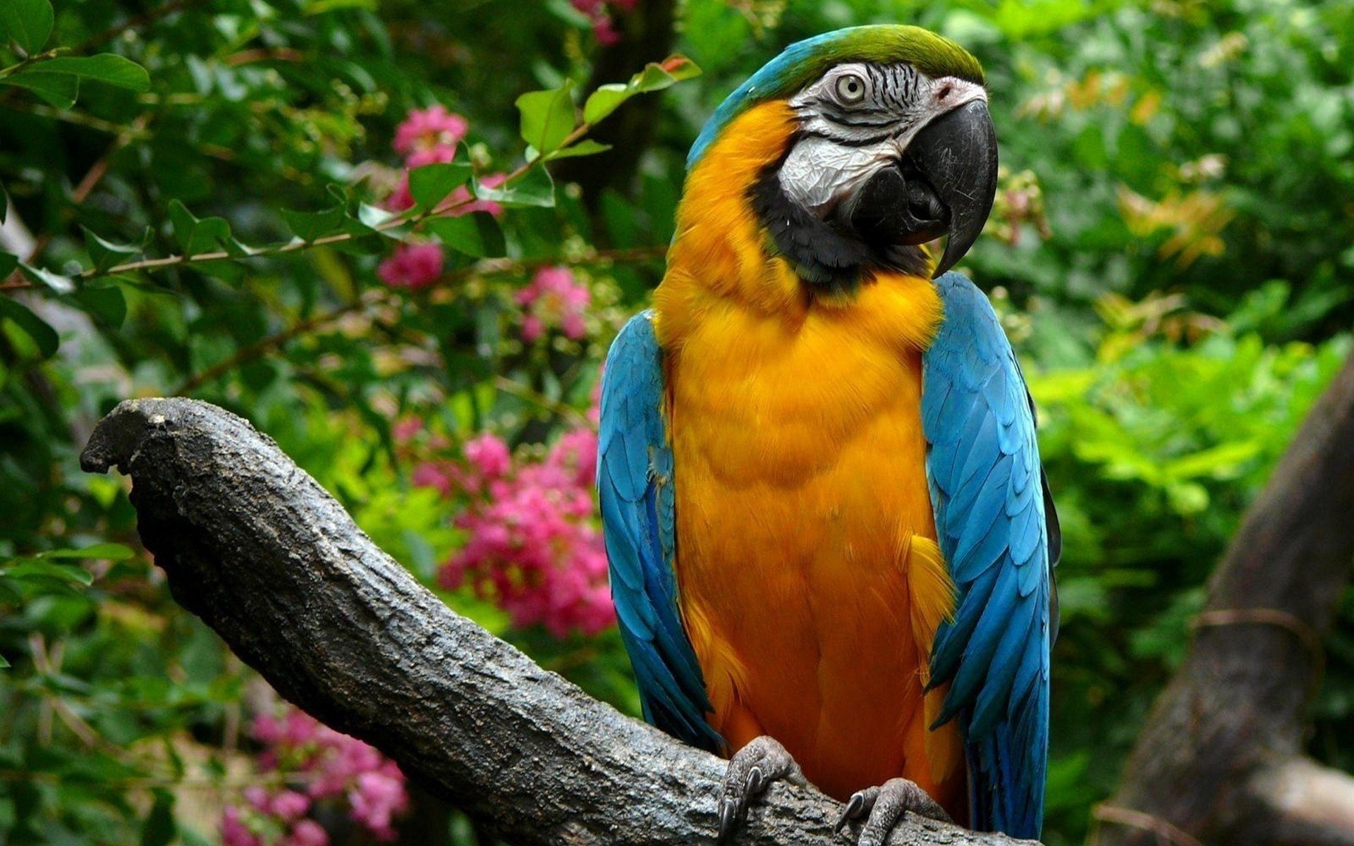 download di sfondi pappagallo,uccello,ara,pappagallo,natura,giungla