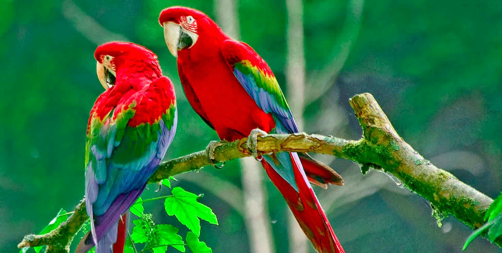 parrot wallpaper download,bird,vertebrate,parrot,macaw,beak