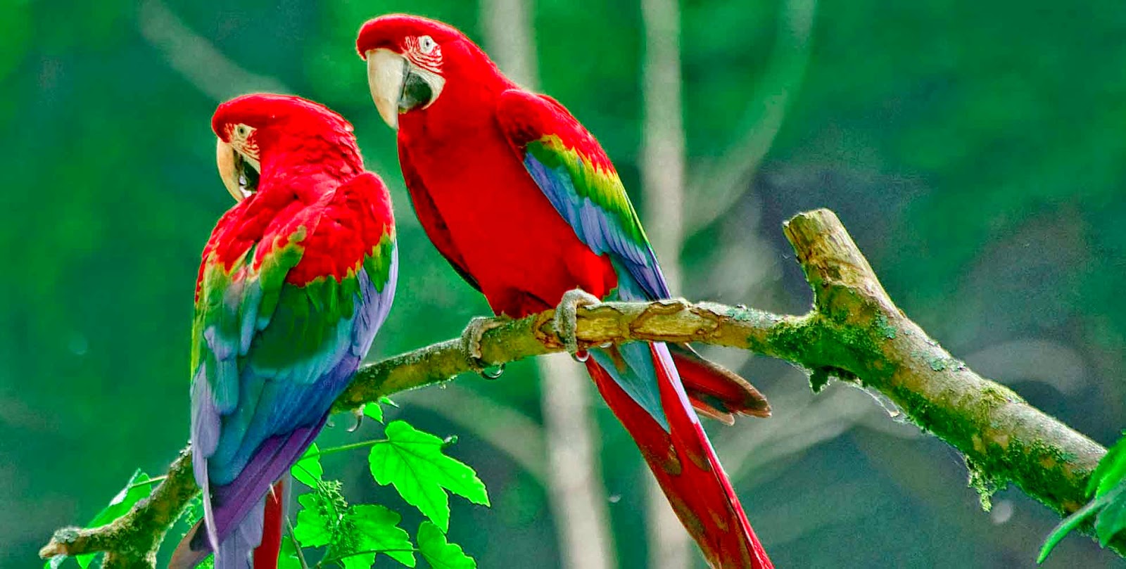 descarga de fondo de pantalla de loro,pájaro,loro,guacamayo,periquito,perico