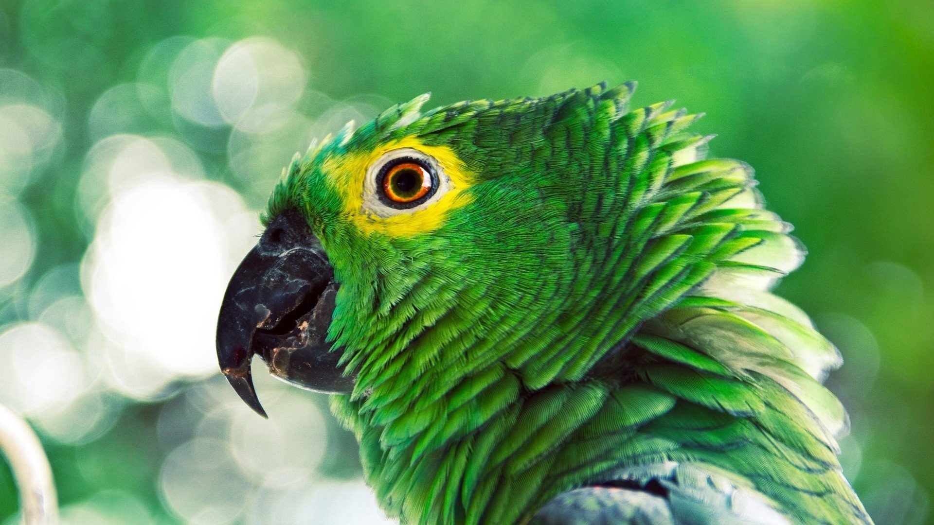 téléchargement de fond d'écran perroquet,oiseau,perroquet,œil,plume,fermer