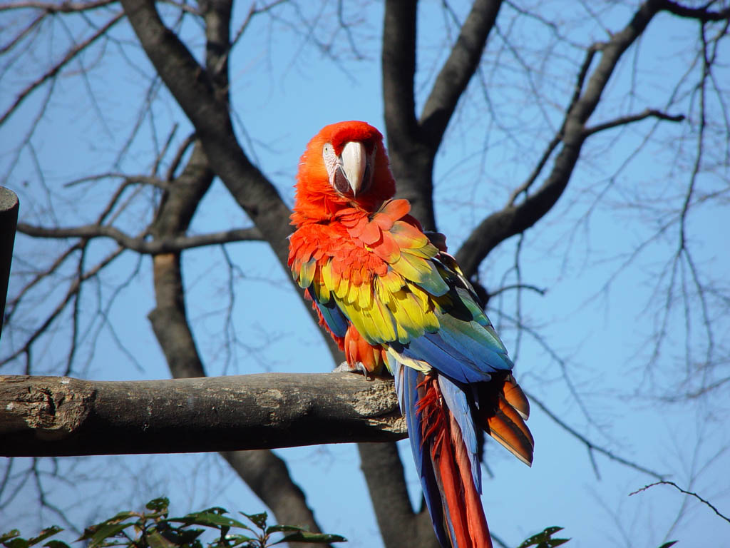 parrot wallpaper download,bird,macaw,vertebrate,parrot,beak