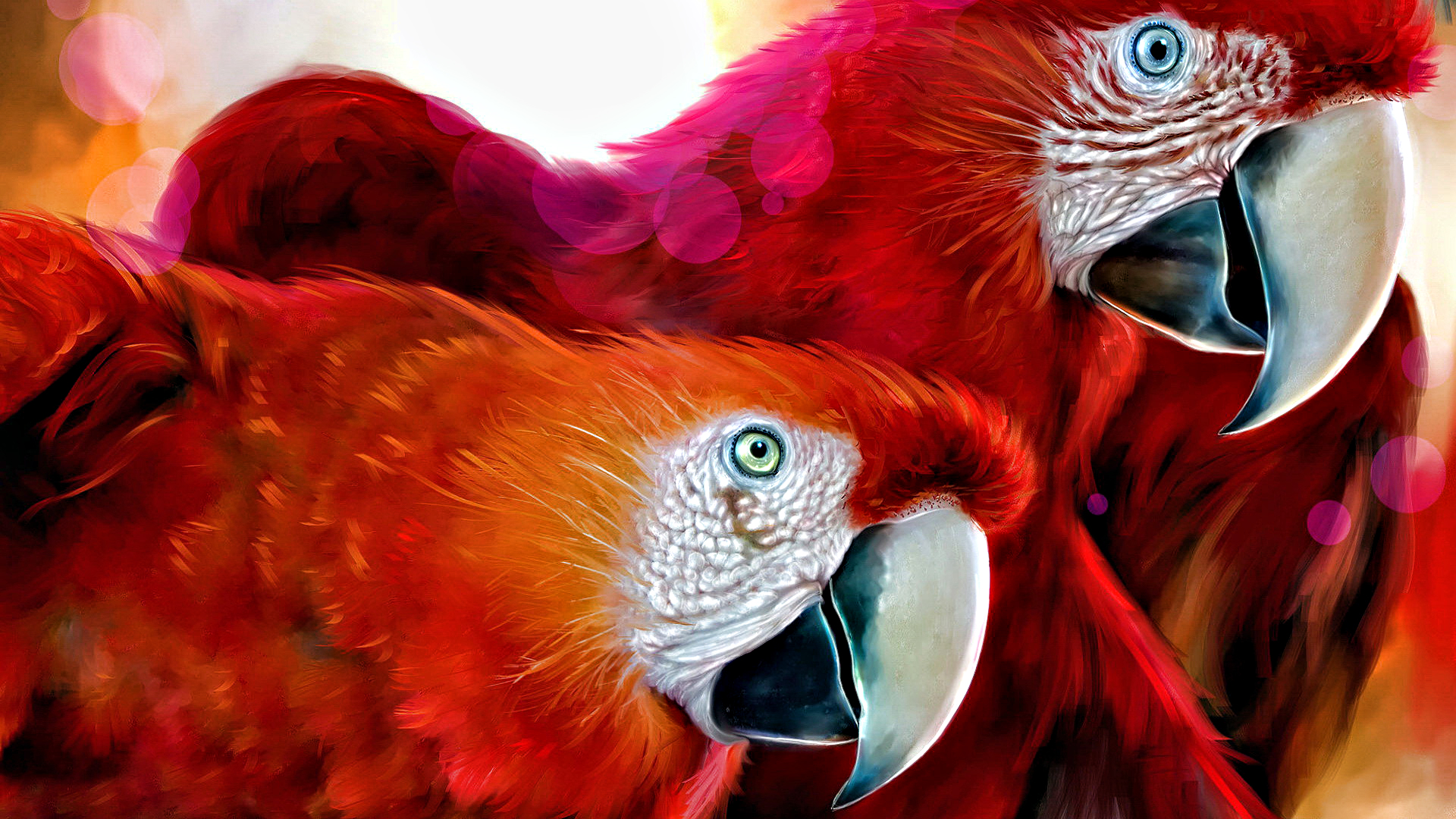 descarga de fondo de pantalla de loro,guacamayo,pájaro,loro,rojo,fauna silvestre