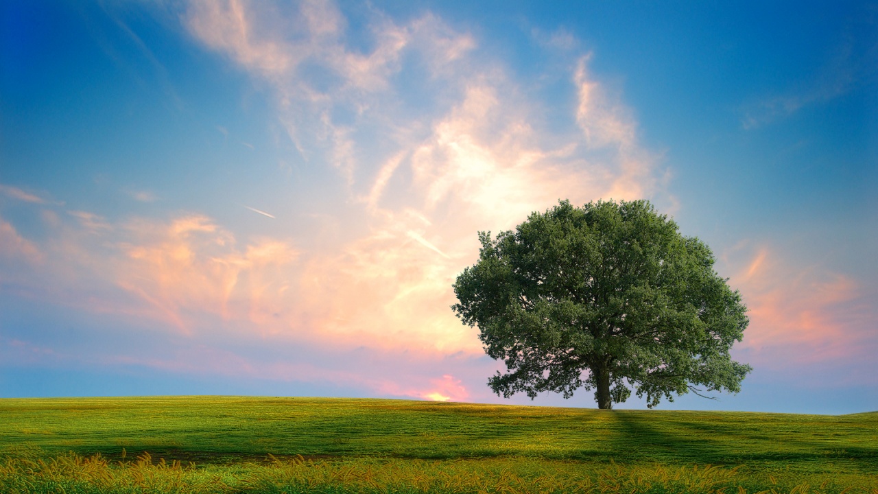 download gratuito di tutti gli sfondi,cielo,paesaggio naturale,natura,prateria,albero