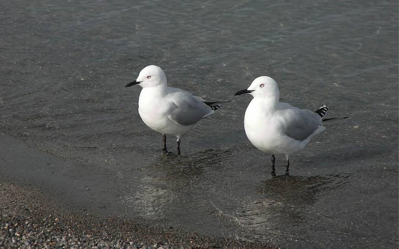 fondo de pantalla de gaviota,pájaro,gaviota,ave marina,aves playeras,gaviota riendo