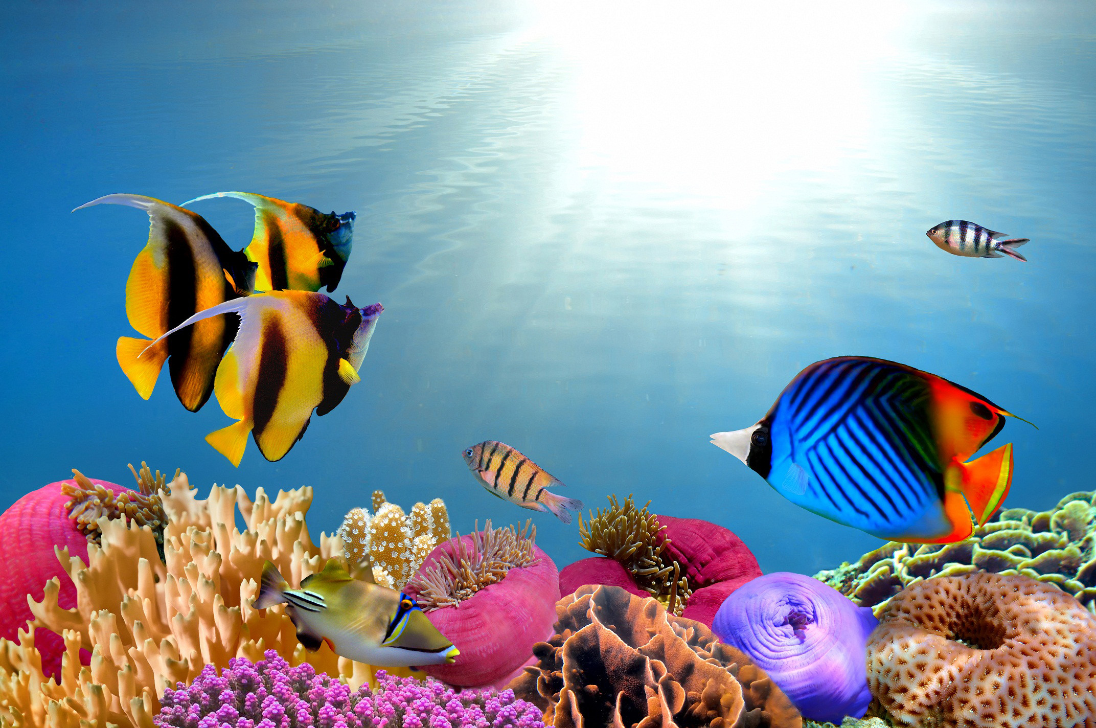 download wallpaper download,coral reef fish,underwater,fish,coral reef,marine biology