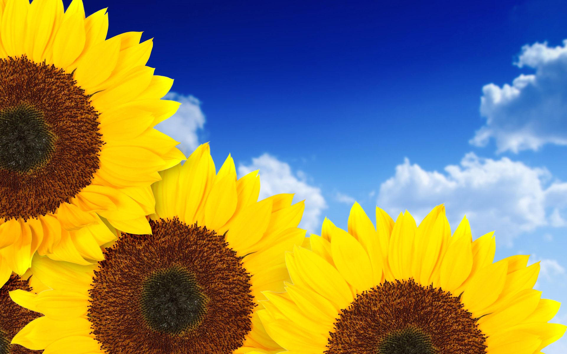pure hd wallpapers,flower,sunflower,flowering plant,sky,yellow
