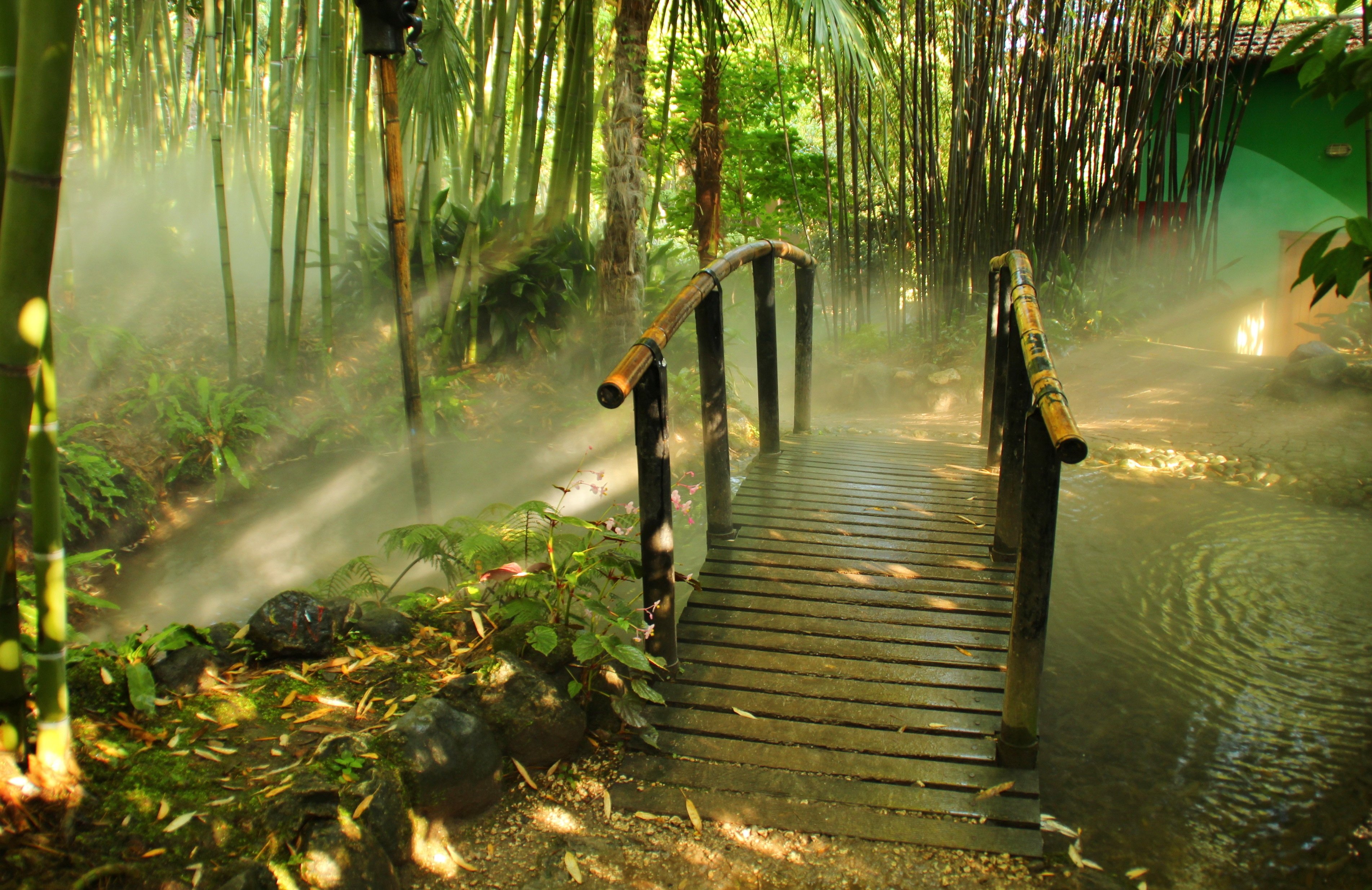 être fond d'écran gratuit,la nature,jungle,paysage naturel,forêt,arbre