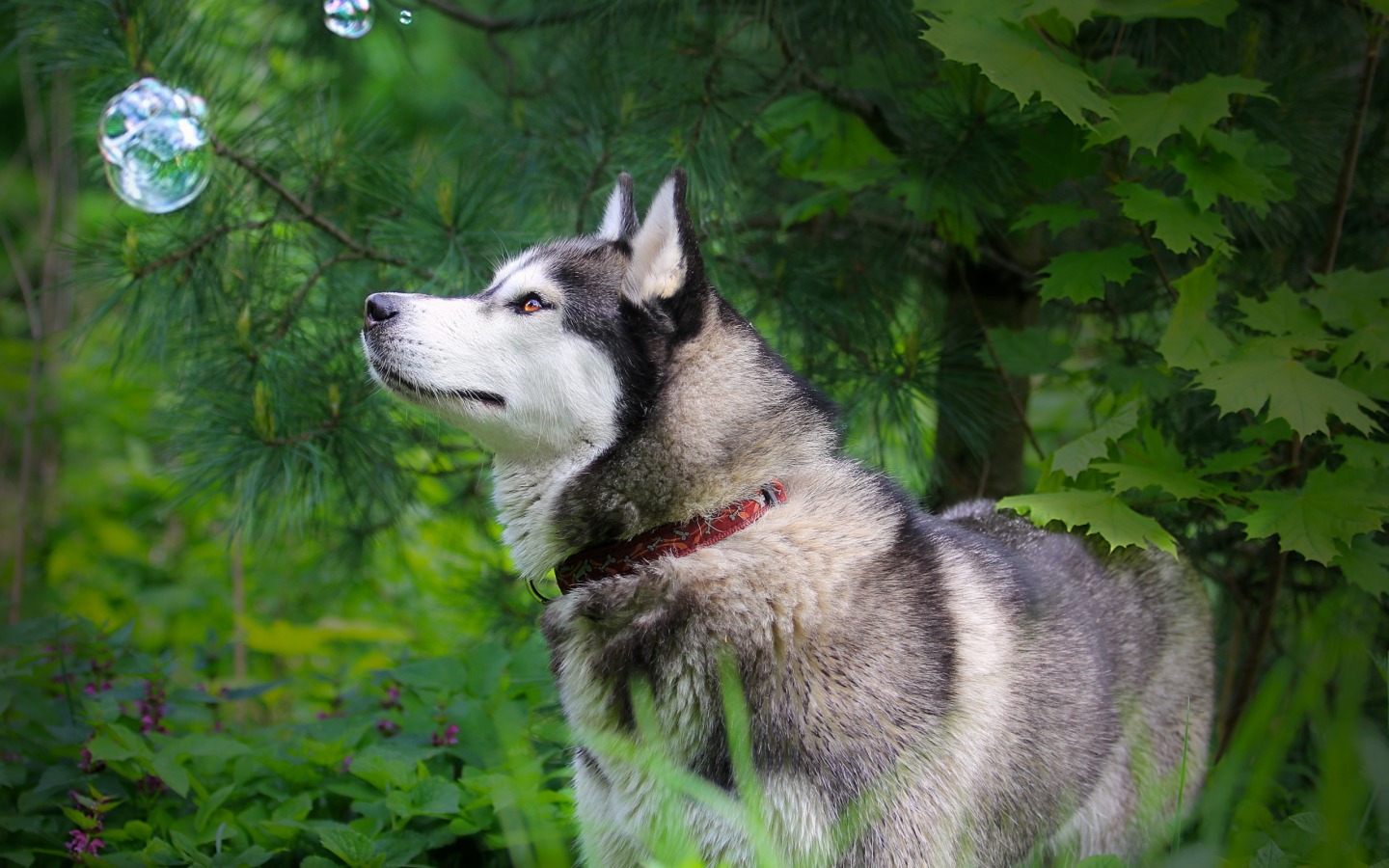 fonds d'écran hd pour mobile,chien,husky sibérien,chien loup saarloos,malamute d'alaska