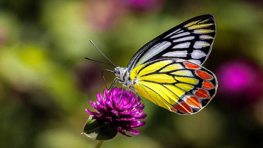 fonds d'écran hd pour mobile,papillons et papillons,papillon,insecte,invertébré,macro photographie
