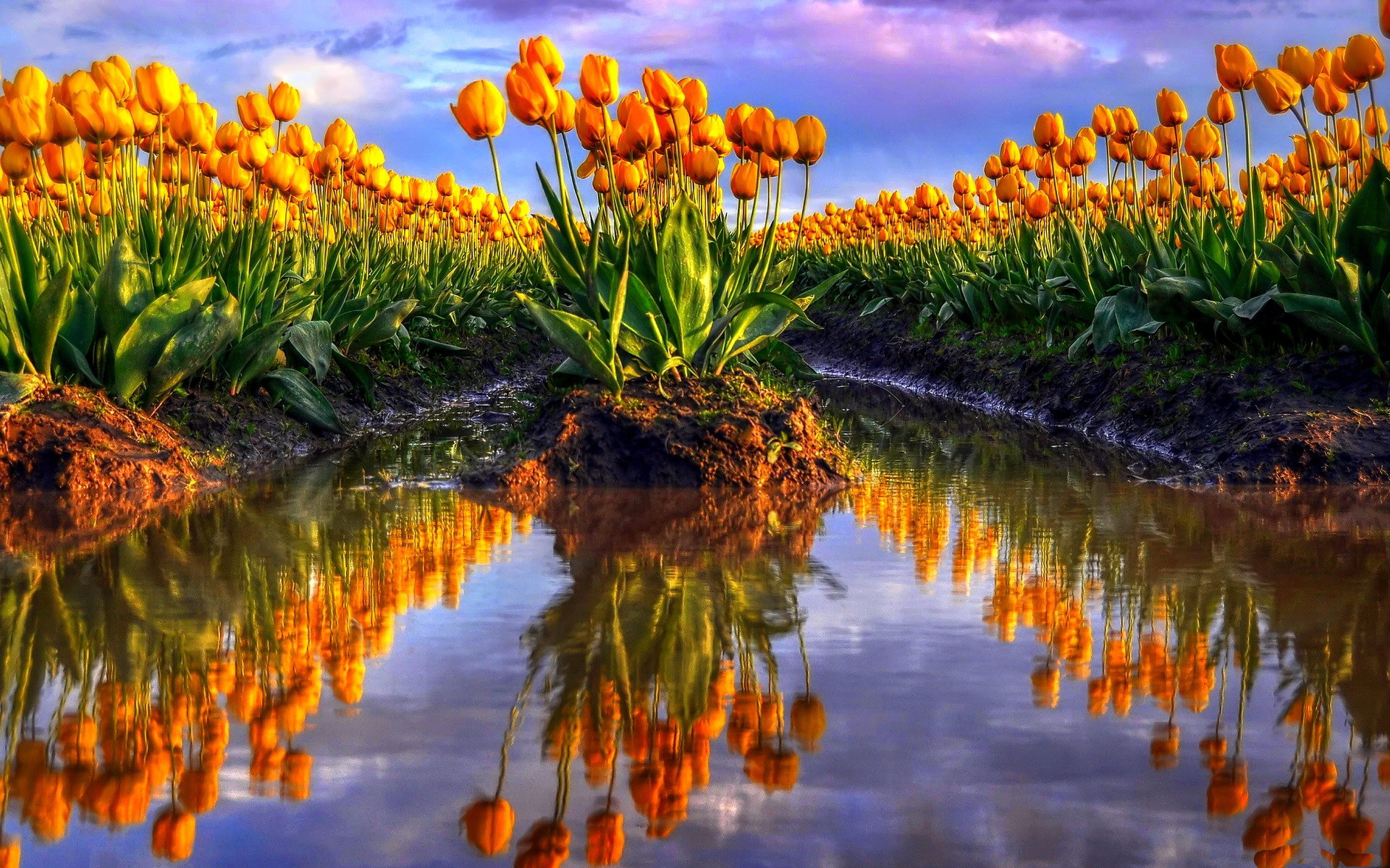 sfondo del desktop gratis hd,paesaggio naturale,riflessione,natura,cielo,fiore