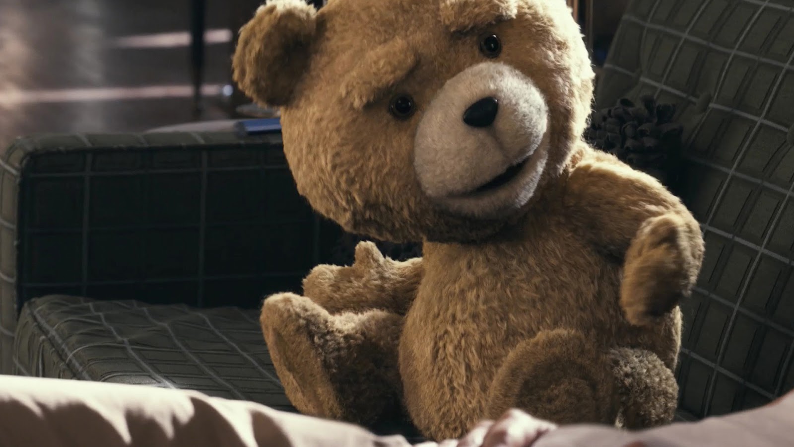 fondo de pantalla de ted,oso de peluche,juguete,peluche,felpa,hocico