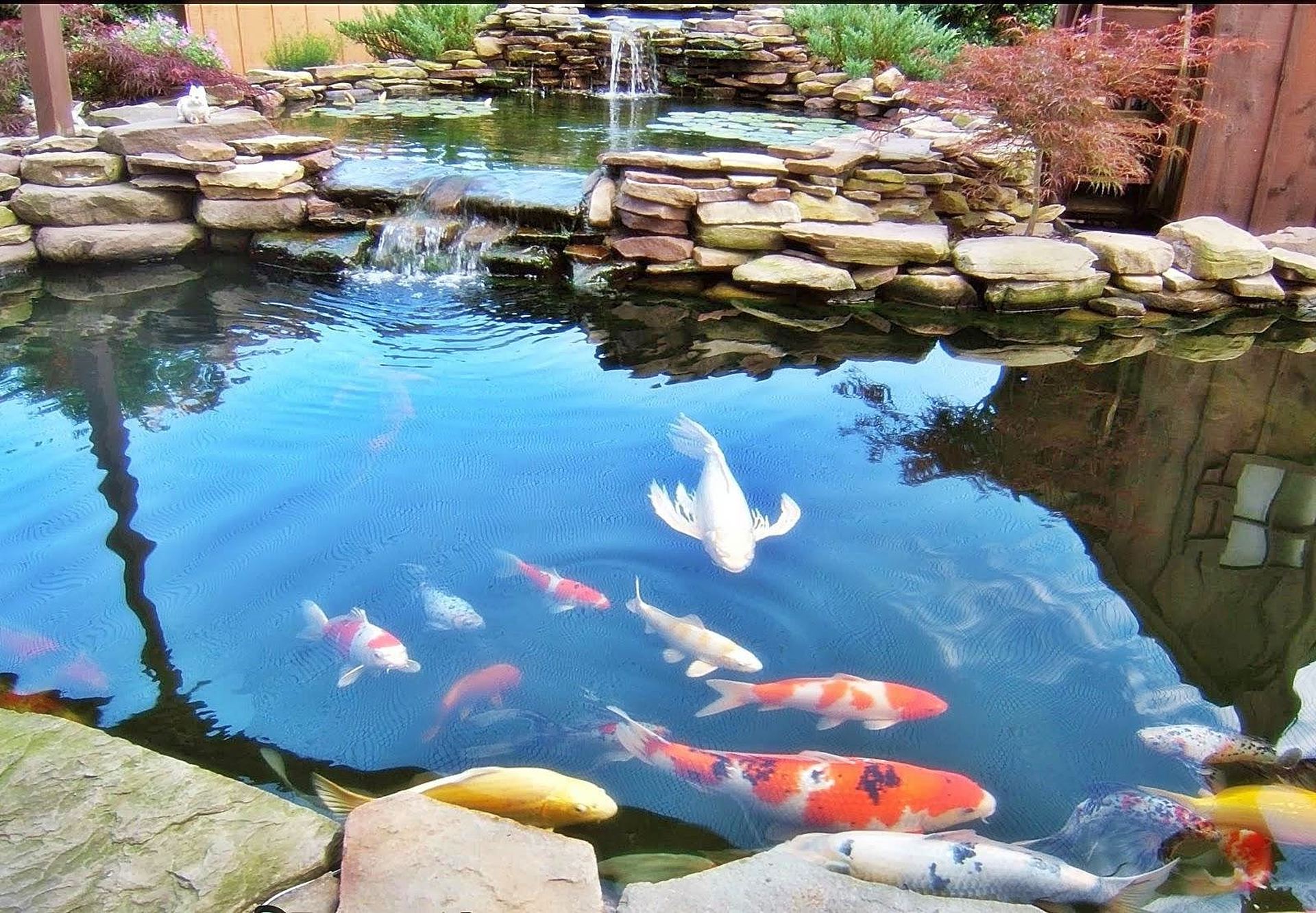 aquarium wallpaper hidup,body of water,fish pond,pond,koi,watercourse