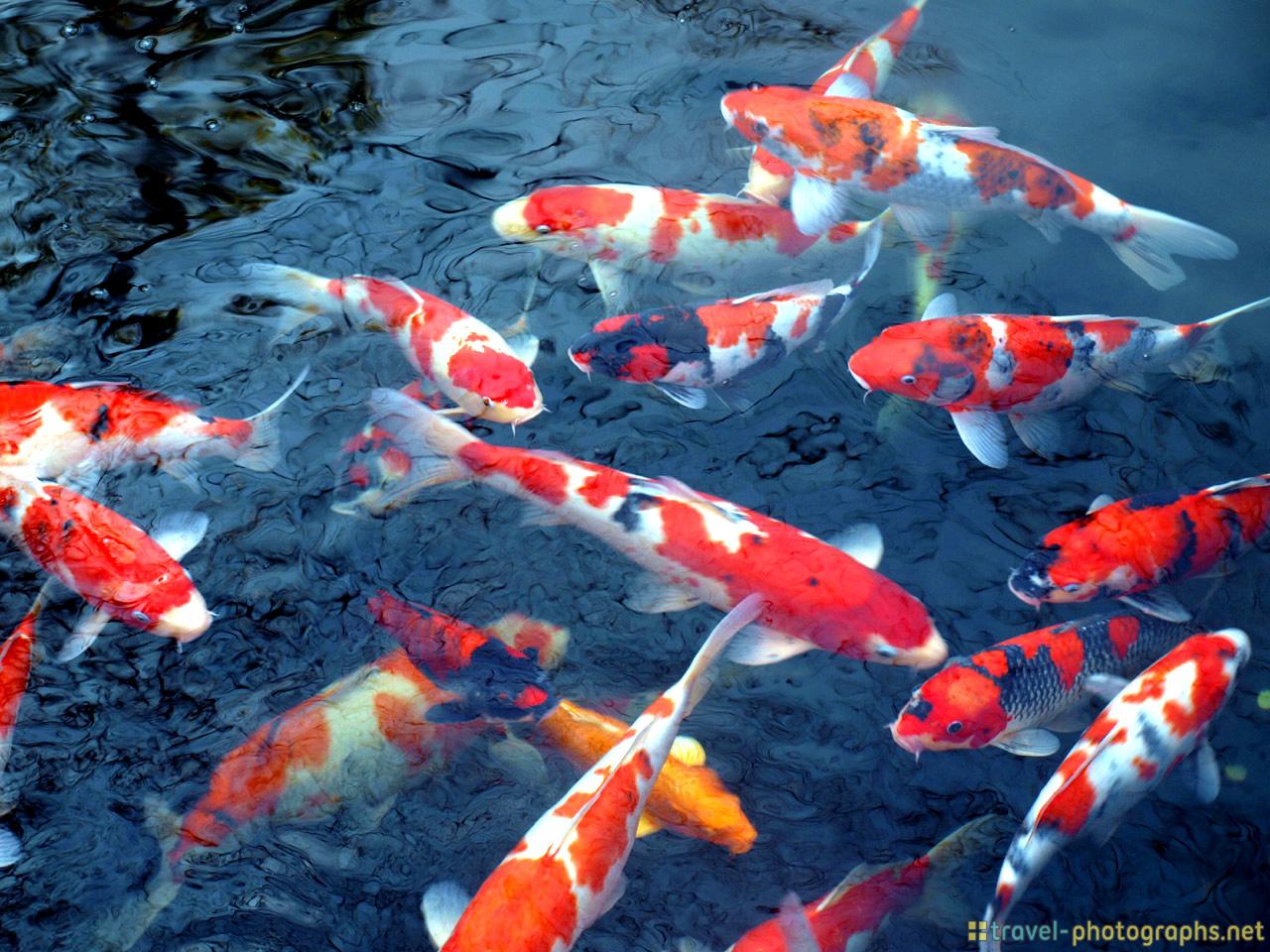 fondos de pantalla hidup ikan koi,koi,biología marina,pez,pez,estanque de peces