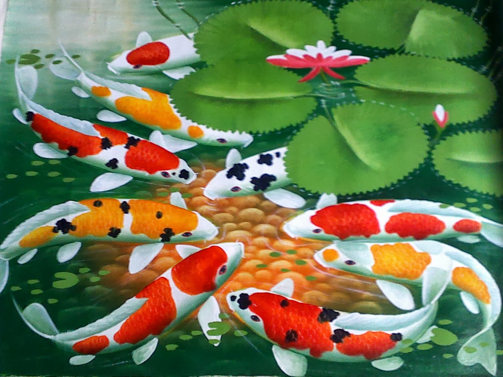 fond d'écran hidup ikan koi,koi,étang,poisson,étang à poissons,poisson nourricier