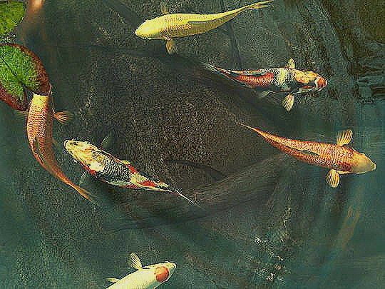 Koi Fish Wallpaper 3d Image Num 62