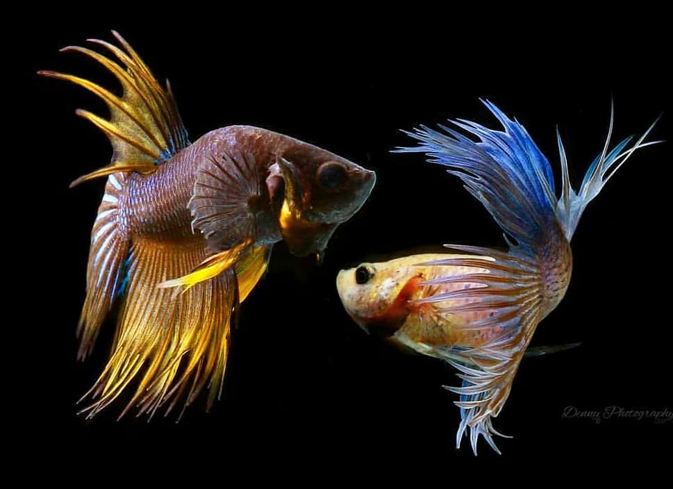 fondo de pantalla ikan hias,pez,pez,biología marina,fauna silvestre,pez de colores