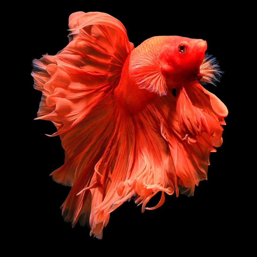 wallpaper ikan hias,red,orange,organism,pink,bird