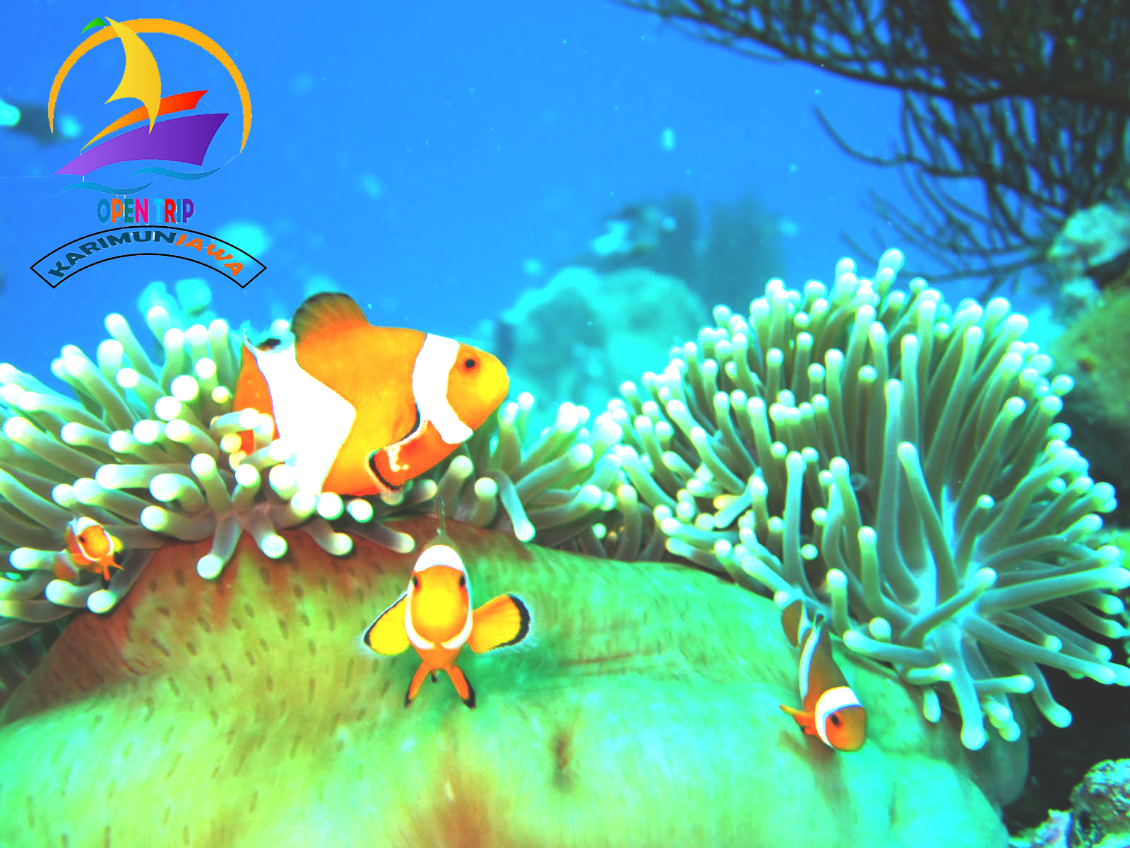 wallpaper laut bergerak,anemone fish,fish,clownfish,reef,coral reef