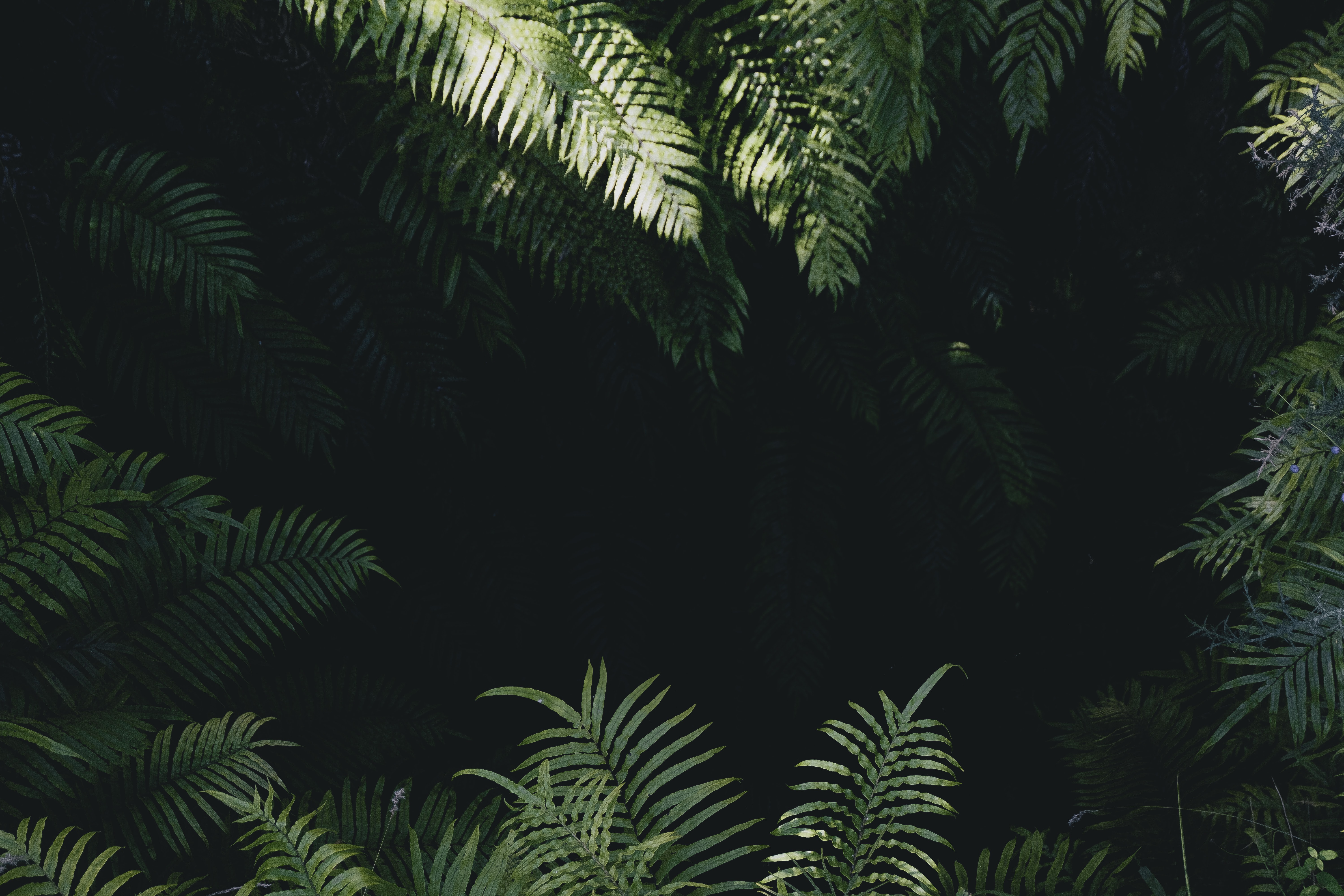 descargar tema de fondo de pantalla,árbol,verde,naturaleza,hoja,planta
