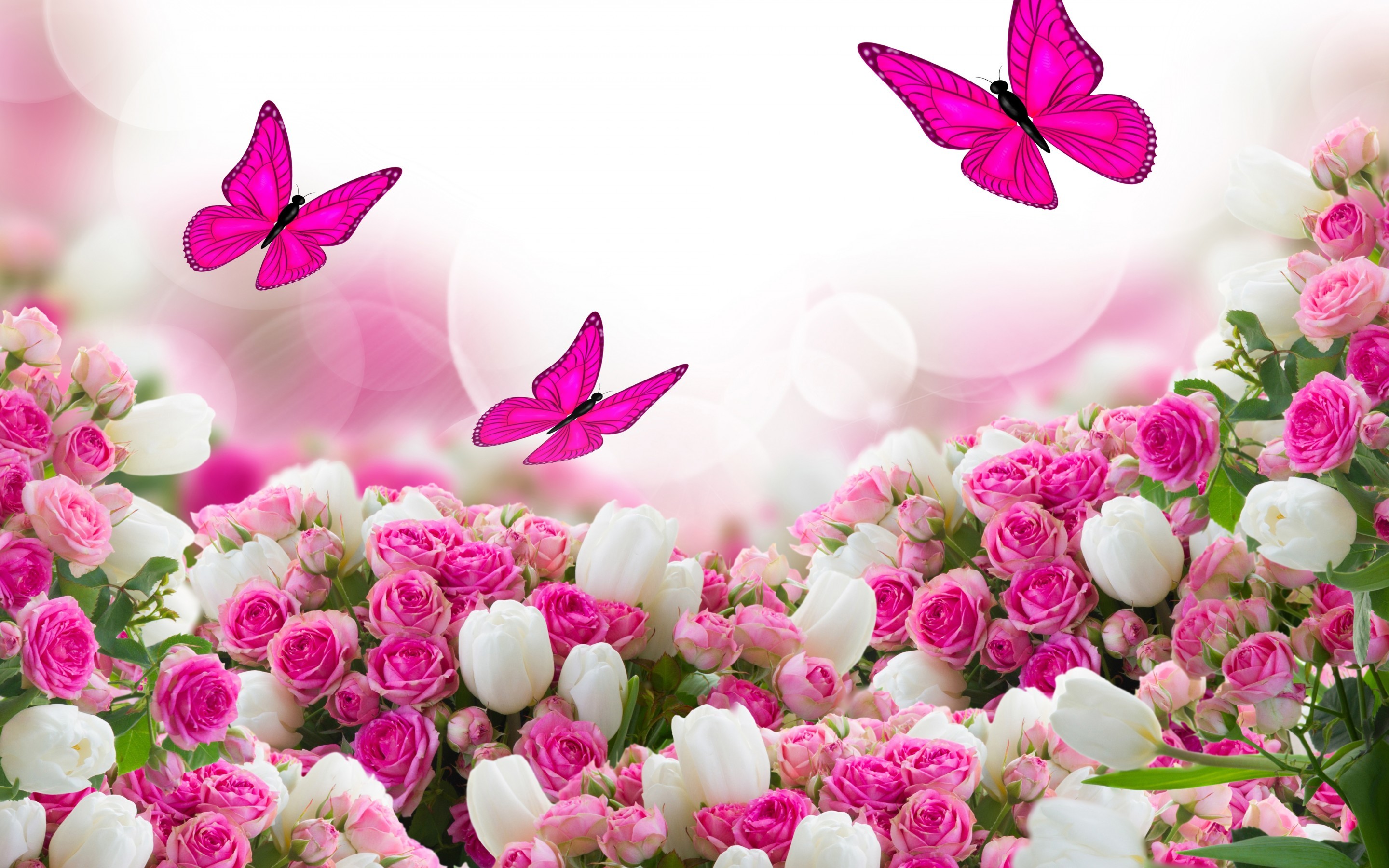 unduh wallpaper,pink,petal,flower,plant,spring