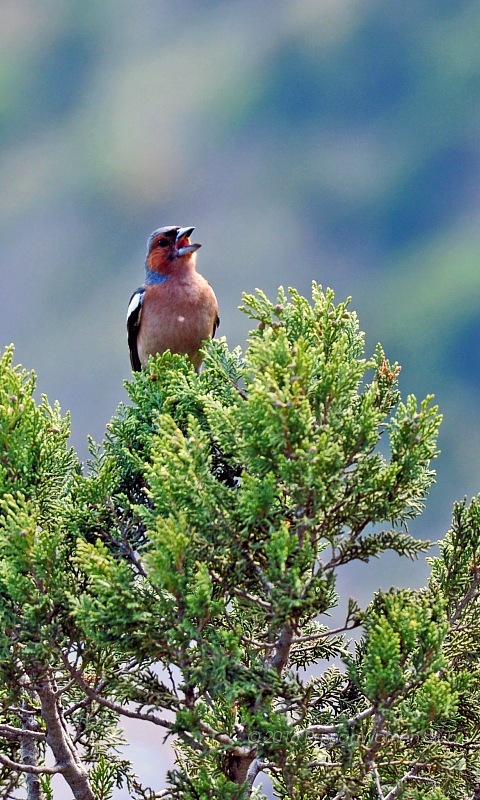 tapete advan,vogel,pflanze,baum,tierwelt,hockender vogel