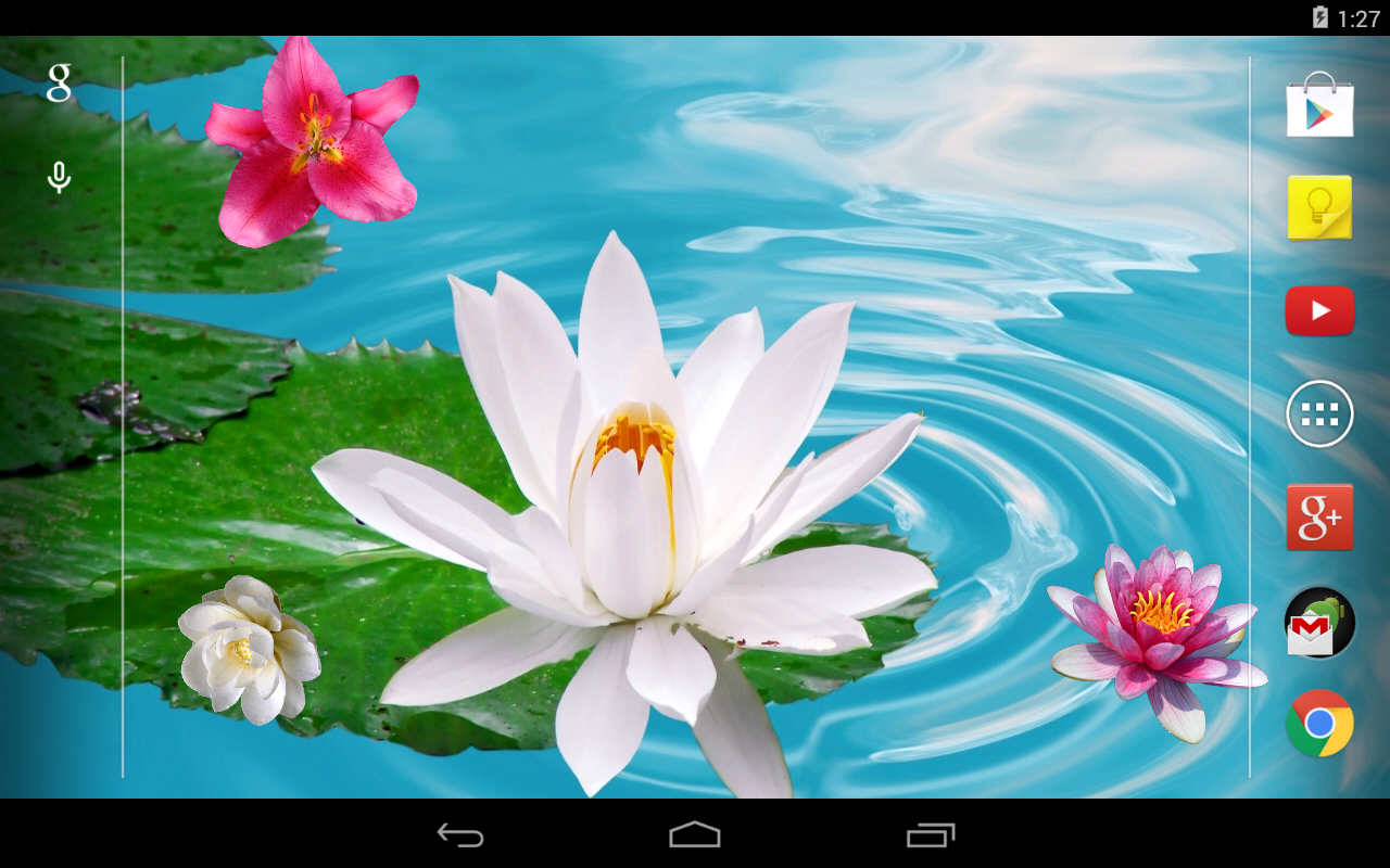 descargar fondos de pantalla hidup android,pétalo,loto sagrado,familia de loto,planta acuática,loto