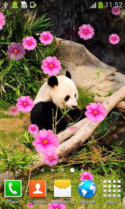 download hintergrundbild hidup android,panda,blume,pflanze