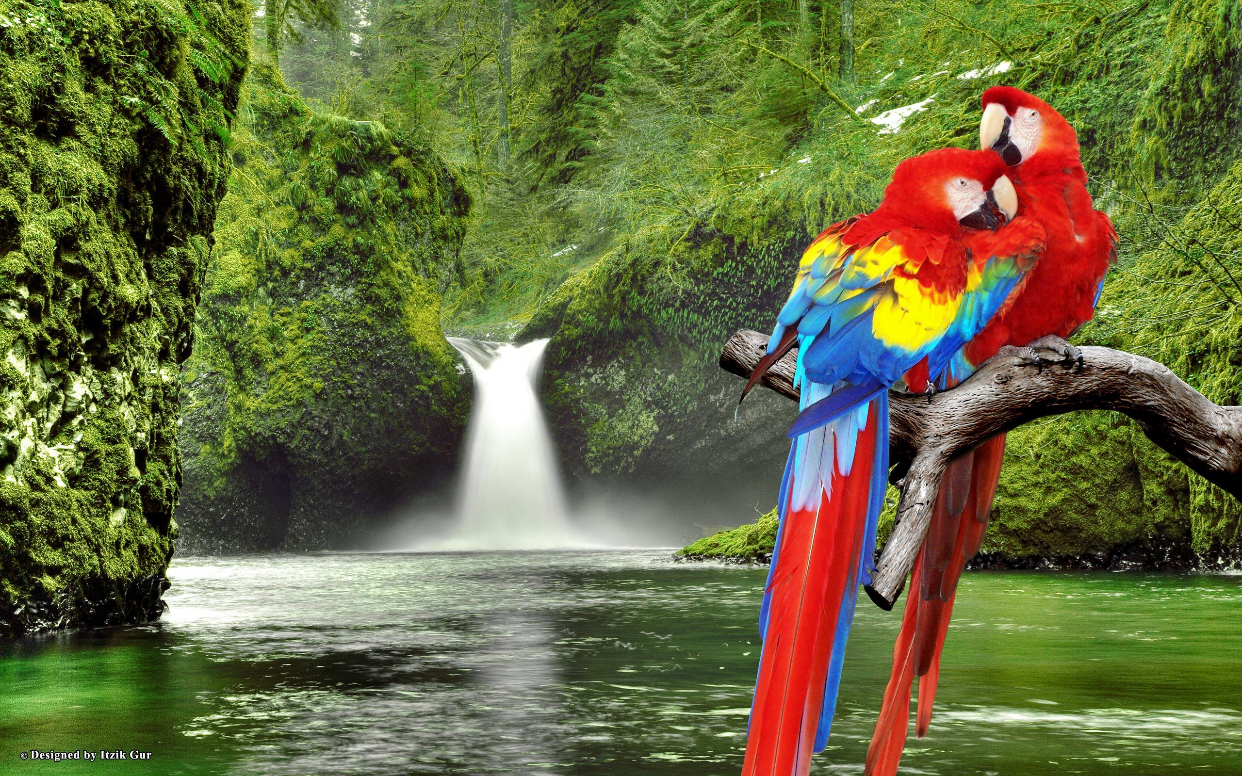 wallpaper air terjun bergerak untuk android,macaw,nature,natural landscape,parrot,nature reserve