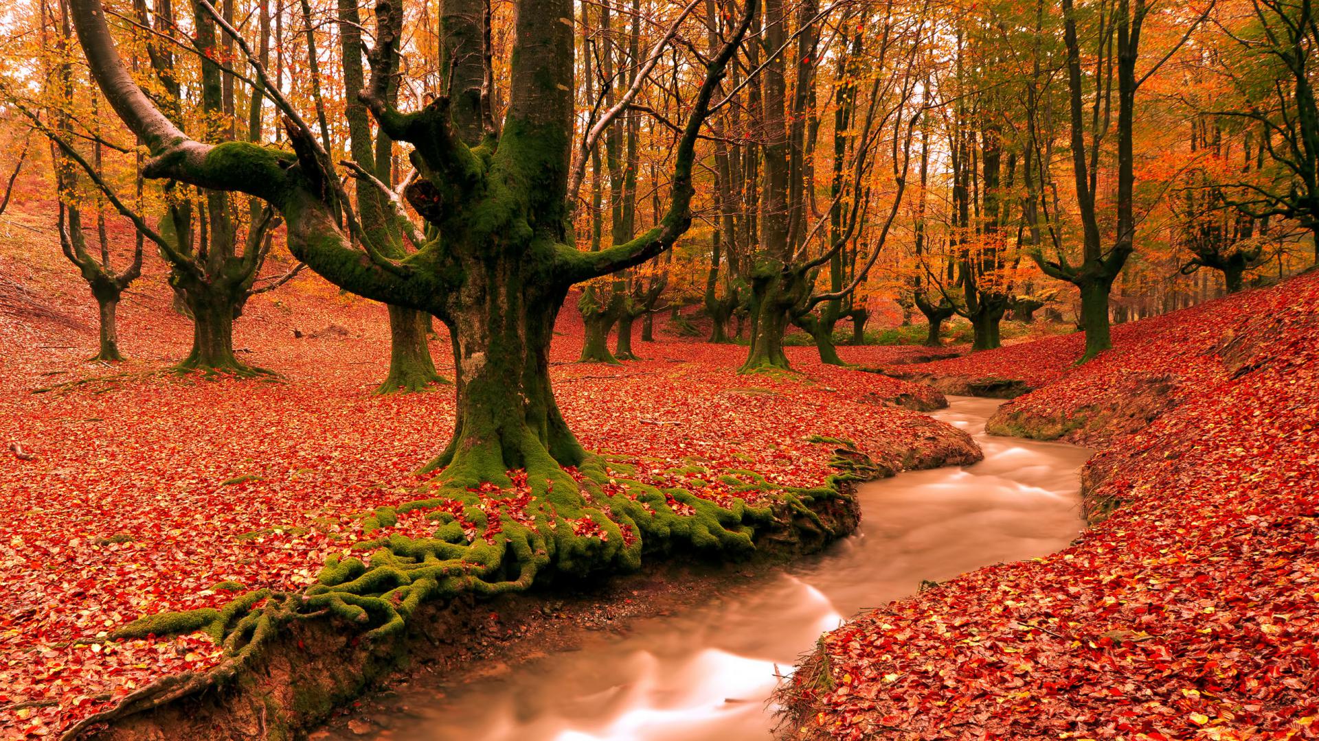 télécharger le fond d'écran gratuitement,arbre,paysage naturel,la nature,l'automne,des bois