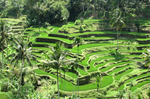 sfondi alam bergerak,terrazza,paesaggio,risaia,piantagione,agricoltura