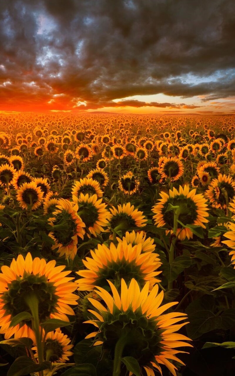 wallpaper hp android samsung,sunflower,nature,sky,flower,sunflower