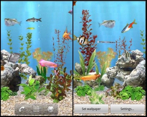 wallpaper aquarium bergerak,aquarium decor,freshwater aquarium,aquarium,organism,aquatic plant