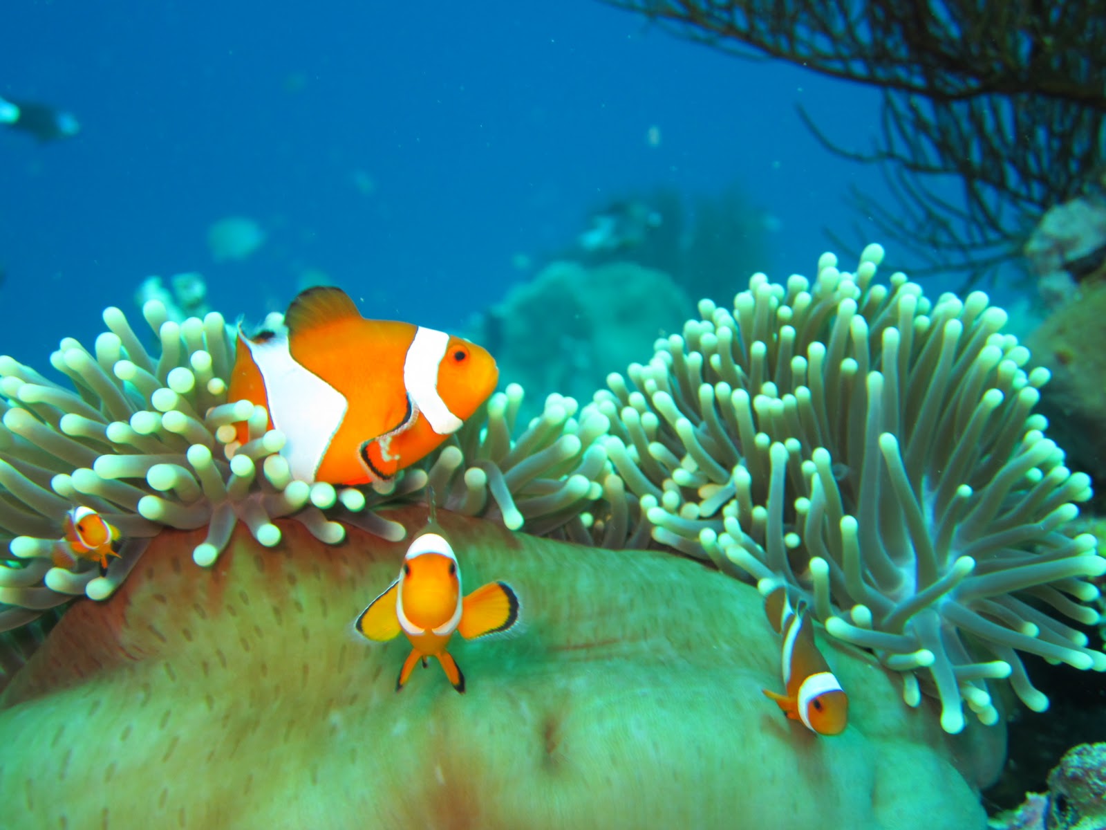 壁紙ペマンダンガンバワラウベルジェラック,魚,クマノミ,ヤマアラシ科,水中,クマノミ