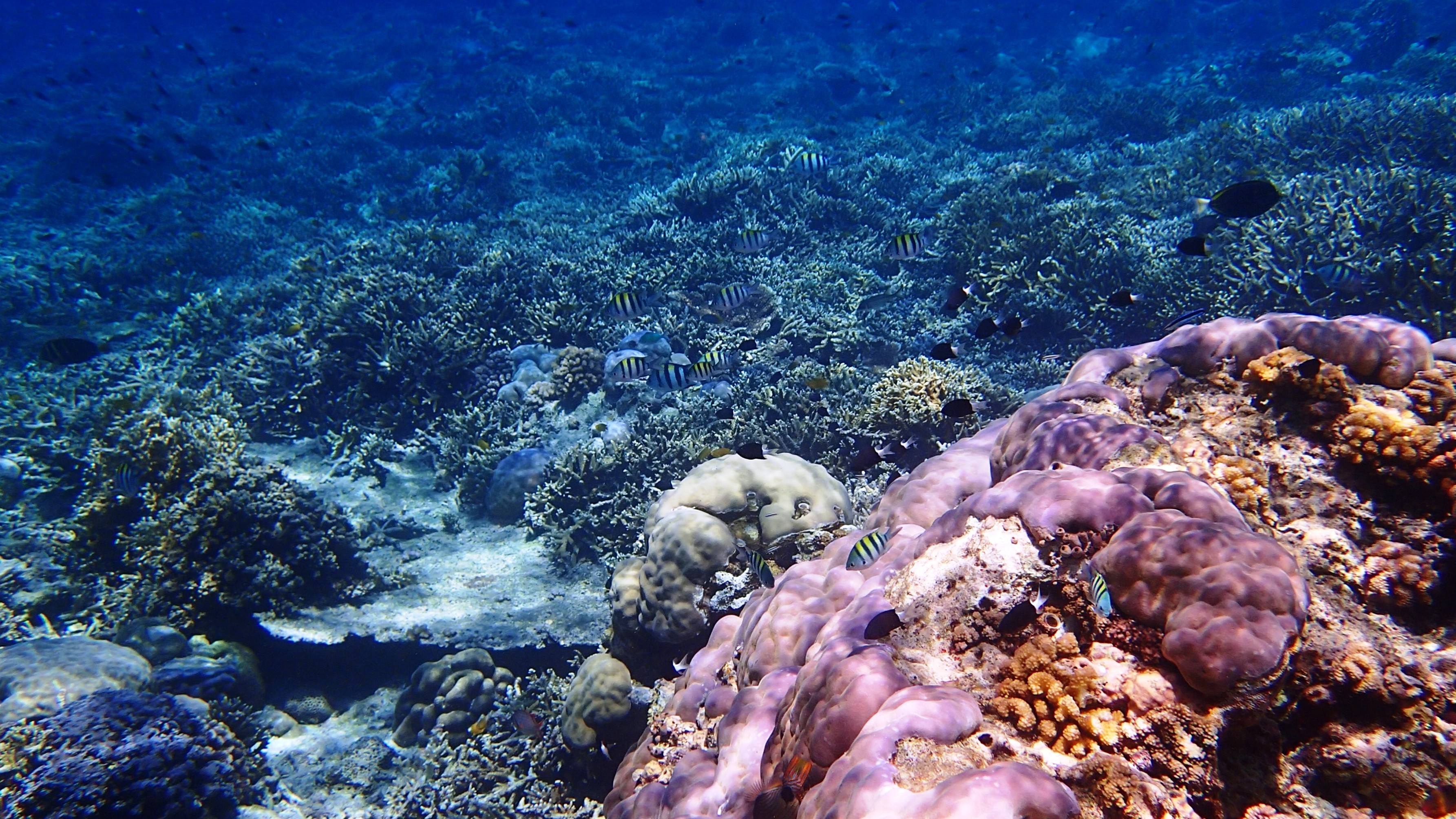 배경 pemandangan bawah laut 베르제 락,암초,산호초,수중,해양 생물학,산호