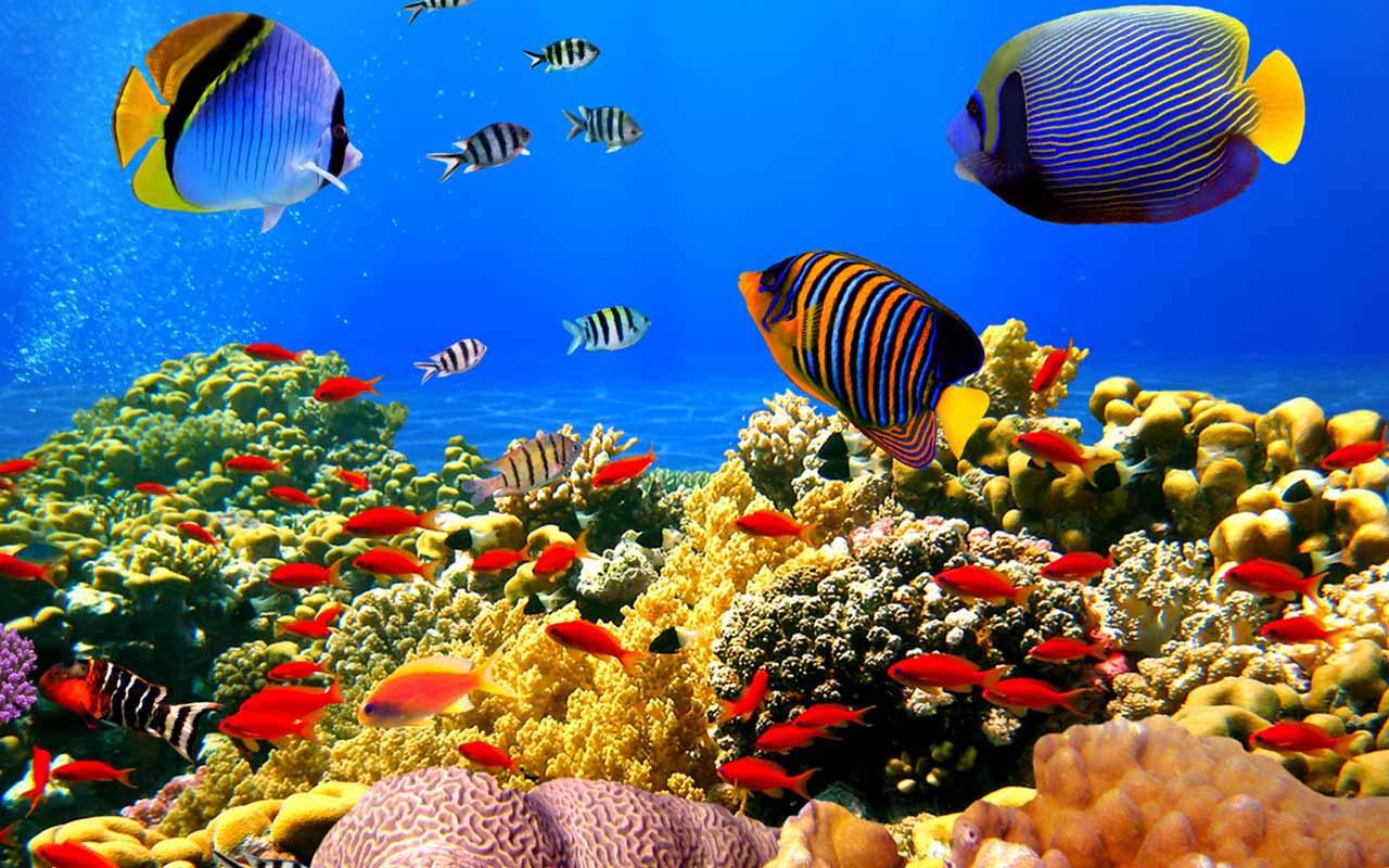 壁紙bergerak gratis,サンゴ礁,サンゴ礁の魚,リーフ,水中,海洋生物学