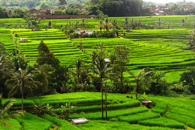 tapete pemandangan alam bergerak,terrasse,plantage,bergstation,landschaft,ländliches gebiet